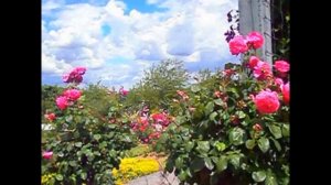 Миллионы роз. Самая большая коллекция роз в мире. Зангерхаузен. Europa-Rosarium.