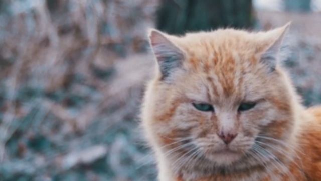 Песня до слез,БРОДЯЧИЙ КОТ