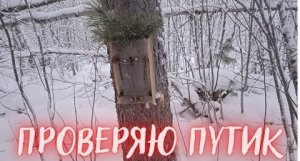 ОХОТА НА СОБОЛЯ. Серия № 7. Проверяю путик / SABLE HUNTING. Series No. 7. Checking the trail