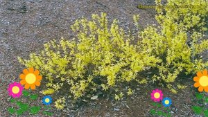 Форзиция темно-зеленая Бронхенсис. Краткий обзор, описание forsythia viridissima Bronxensis