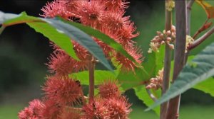 Handling poisonous plants