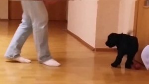 Русский черный терьер Питомник Адам Рэйси Стайл: ОВ Альтаир х АРС Дэйли-Роуз. 45 дней.