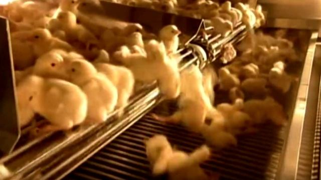 Съемочная бригада попала в инкубатор. Кадры оттуда цепляют за живое... смотреть онлайн