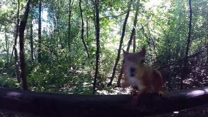 Белка на экотропе в парке Серебрянный Бор