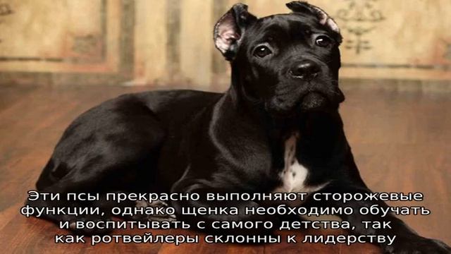 Лучшие охранные породы собак