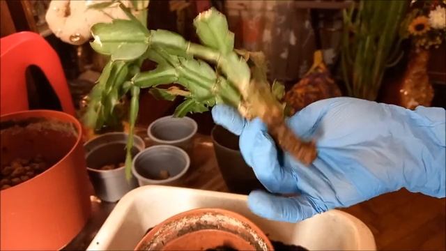 Пересадка (перевалка) декабриста с учётом прошлых ошибок. смотреть онлайн