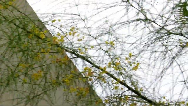 Паркинсония шиповатая или Иерусалимский терн!!!Кирьят-Ям.Израиль. смотреть онлайн