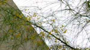 Паркинсония шиповатая или Иерусалимский терн!!!Кирьят-Ям.Израиль.