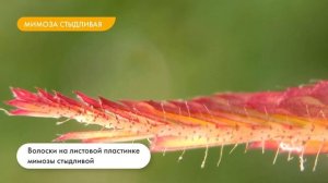 Необычные листья