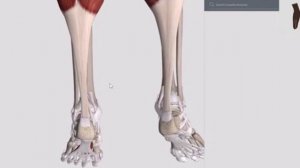 Томас Майерс - «Анатомические поезда»