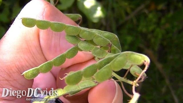 Desmodium Sp (Desmodieae) Planta Pega-pega - Carrapicho