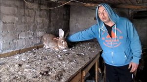 Про кроликов! Когда проводить ремонт маточного поголовья кроликов! // из Города в Деревню!