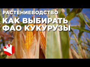 Как выбирать ФАО кукурузы? | Выращивание кукурузы | Растениеводство