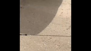 Ши-тцу первая прогулка