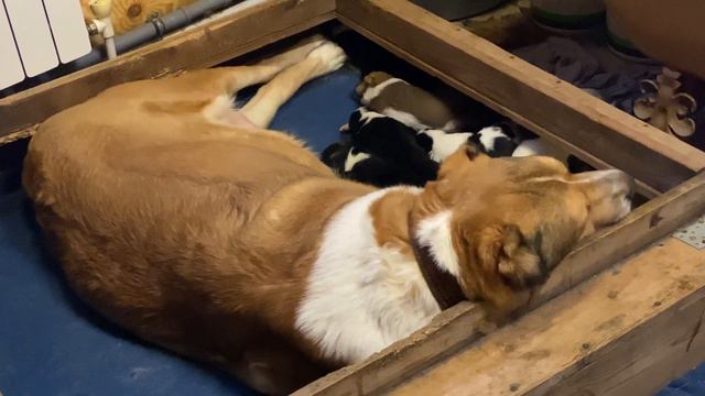 Огонёк с детками в манеже с бордюрами. БУЛЬДОЗЕРА,ТОПАЗА линии.Щенки САО/алабай.РКФ/FCI.+7915778778 смотреть онлайн