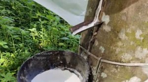 Индия. В Гостях у Друга в Деревне. Экзотический Сад