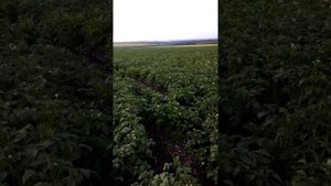 Картофель сорт Крона