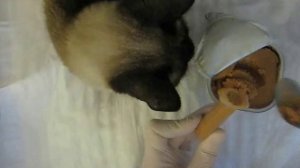 Принудительное кормление животных