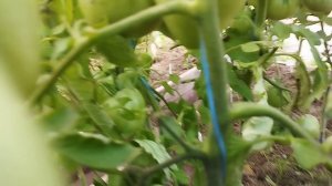 Томат Бычье сердце гигант. г. Киров. Ватсп тел. 89229284031