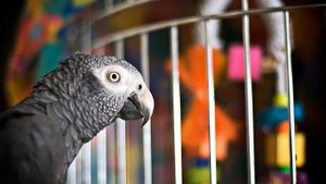 "Птица в клетке" - Валерий Винарский