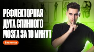 Рефлекторная дуга спинного мозга за 10 минут | ОГЭ по биологии | 100балльный