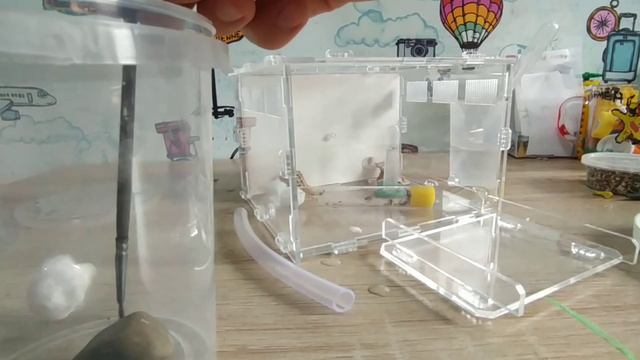 Заселение фей в "белый дом". смотреть онлайн