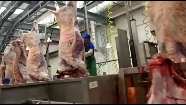 Линия по разделке туш КРС после забоя на Бойне. Экспорт мясо Говядина Халяль из России Оптом. смотреть онлайн