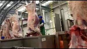 Линия по разделке туш КРС после забоя на Бойне. Экспорт мясо Говядина Халяль из России Оптом.