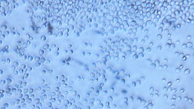 Дрожжи прессованные Образование углекислого газа смотреть онлайн