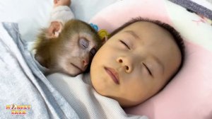 Monkey Kaka and Diem hugged each other to sleep without mom
