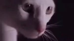 Коты танцуют на дискотеке под песню GAYAZOV$ BROTHER$ - До встречи на танцполе