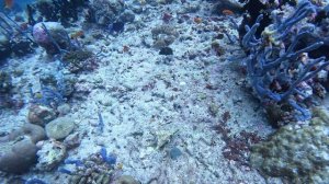 ползущая ракушка