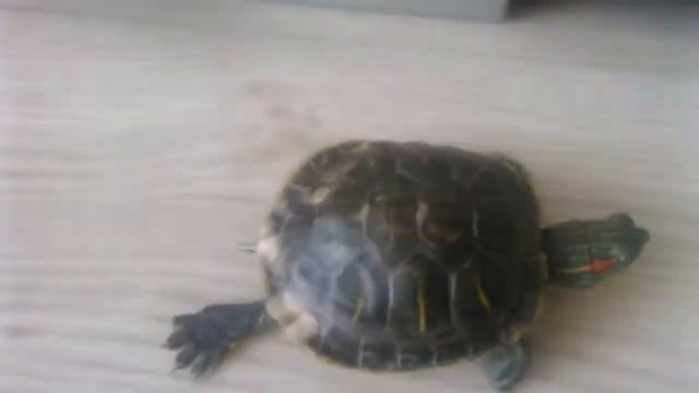 Прогулка черепахи по дому смотреть онлайн