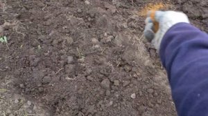 Сажаю БЕЛЫЙ клевер 18 соток за 8 часов .В первый раз !