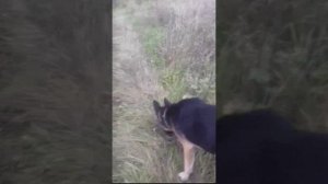 26) Житуха собаки породы овчарка по кличке Верба в 2021 году.