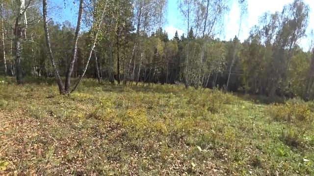 Прогулка по осеннему лесу. смотреть онлайн