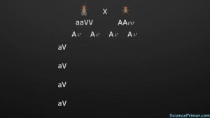 Dihybrid crosses and Mendel's principle of independent assortment