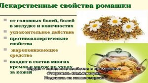 Он должен быть в каждой домашней аптечке — корень бадана, лечебные свойства и противопоказания