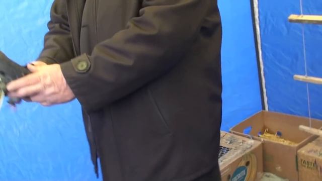 Двух покупаешь, третий в подарок.Выставка пос.Новоэкономическое, Донецк.обл смотреть онлайн