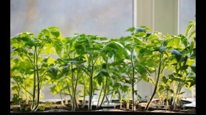 Обзор сорта помидоров "Алёшка" (характеристики, свойства, фото)