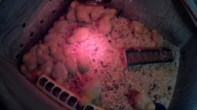 КОББ500 5 суток. 20 02 19 смотреть онлайн