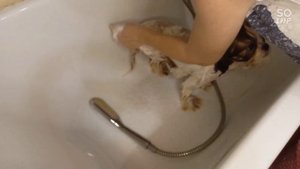 видео урок. мытьё ши тцу много белого в окрасе.