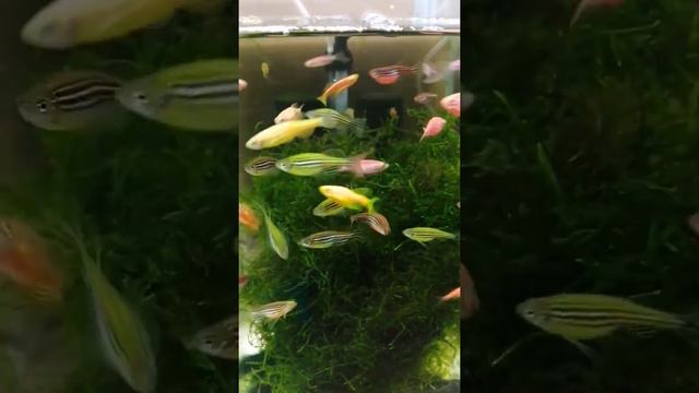 данио гло-весёлые рыбки!