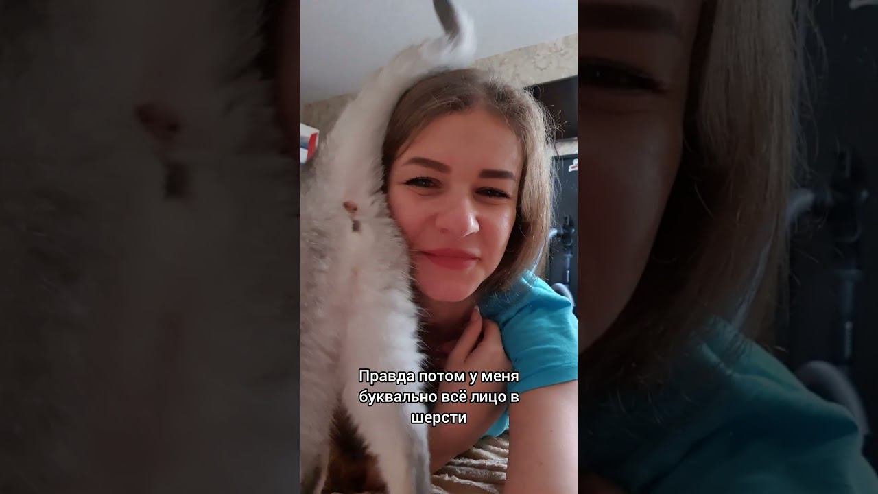 Правда ли что шотландские кошки не ласковые? смотреть онлайн