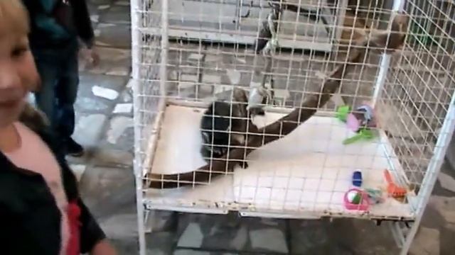 Выставка животных . Прикольный енот. Змеи. Ящерицы. Музей смотреть онлайн