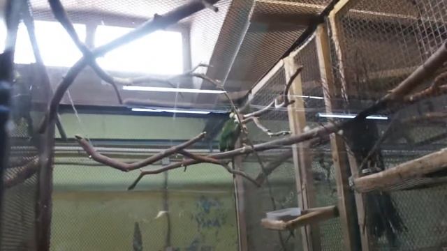 Интересная прогулка по пермскому зоопарку смотреть онлайн