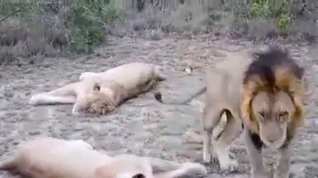 Спаривание львов, все довольны! смотреть онлайн