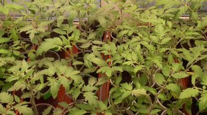 Какие томаты сажать в 2022 году? Лучшие томаты 2021 года! Самые надежные, самые неприхотливые!