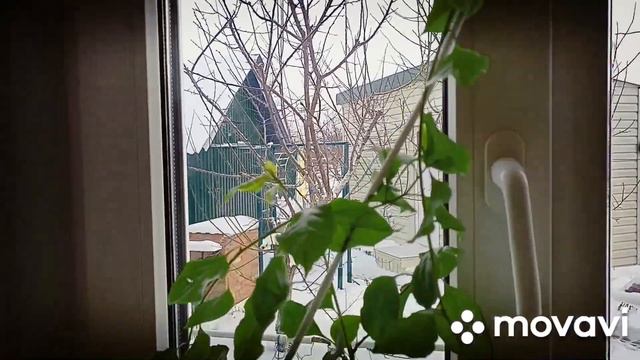 7 января обзор цветов на кухне смотреть онлайн