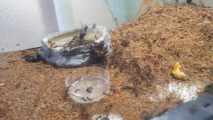 Myrmicaria brunnea/ Мирмикария брунея охота на двупятнистого сверчка. сколько съест?